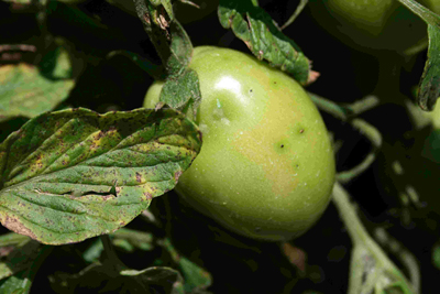 Bacterial speck of tomato disease