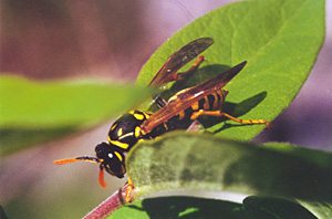 paper wasp queen