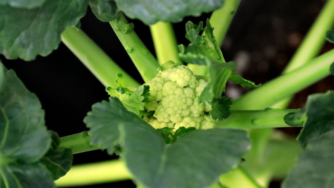 Broccoli