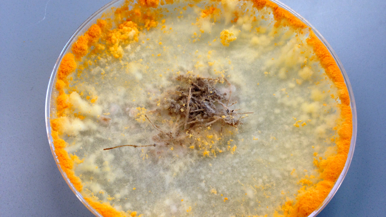FUNGUS 完売間近！！ Fungi - The Mohamed bin Zayed Species Conservation Fund ミュージシャン
