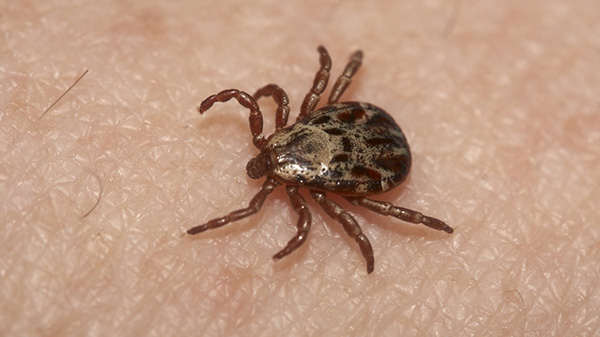 Veterinary College's new tests detect tick-borne diseases
