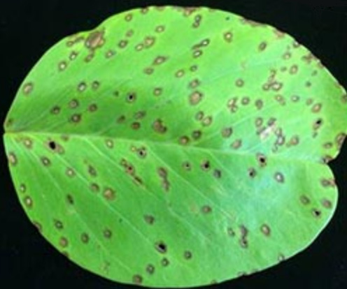 Free app helps diagnose leaf-or-death situations | Cornell Chronicle