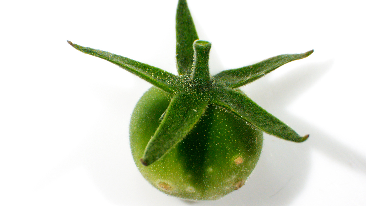 Wild tomatoes resist devastating bacterial canker | Cornell Chronicle
