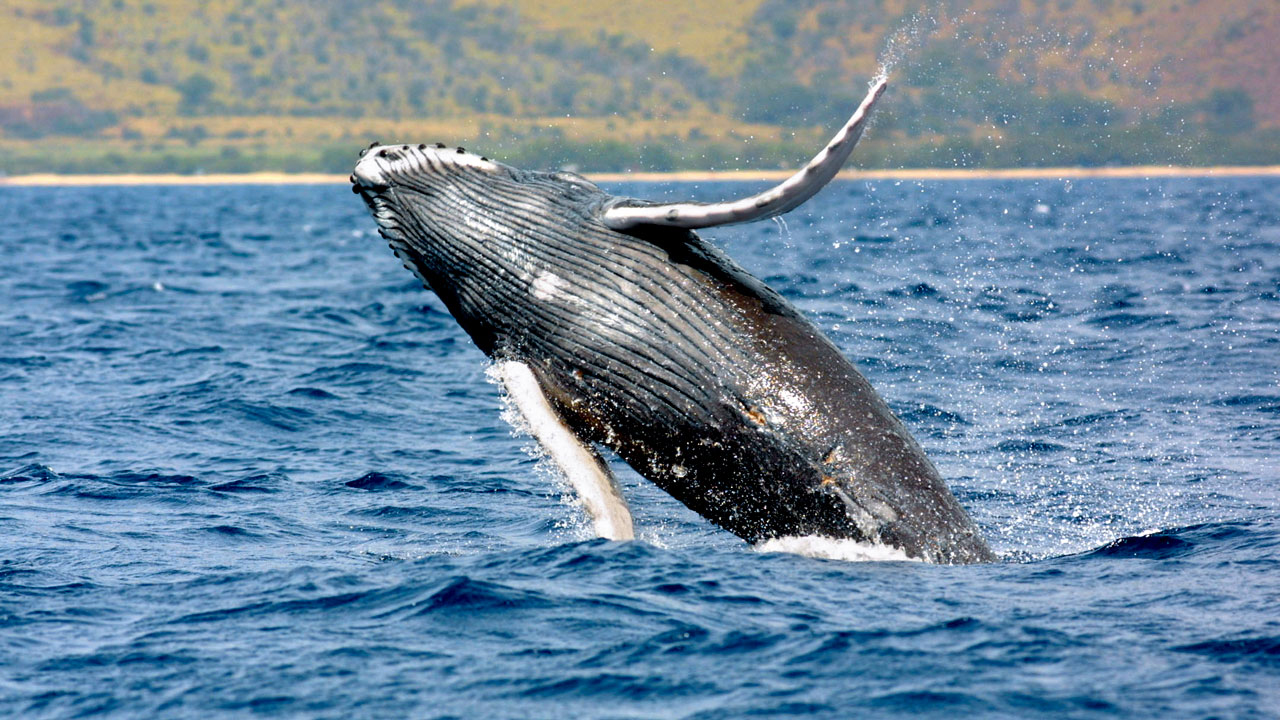 0920_whale2_0.jpg