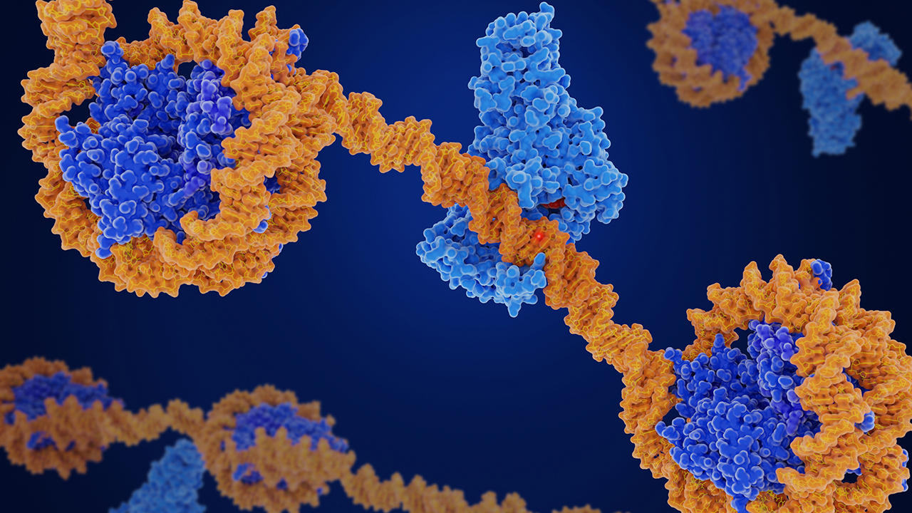 Unexpected allies: DNA packaging aids gene expression | Cornell