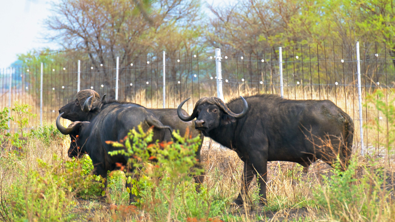 Wild buffalo, natural carriers of foot and mouth disease, can spread the virus when they interact with cattle.