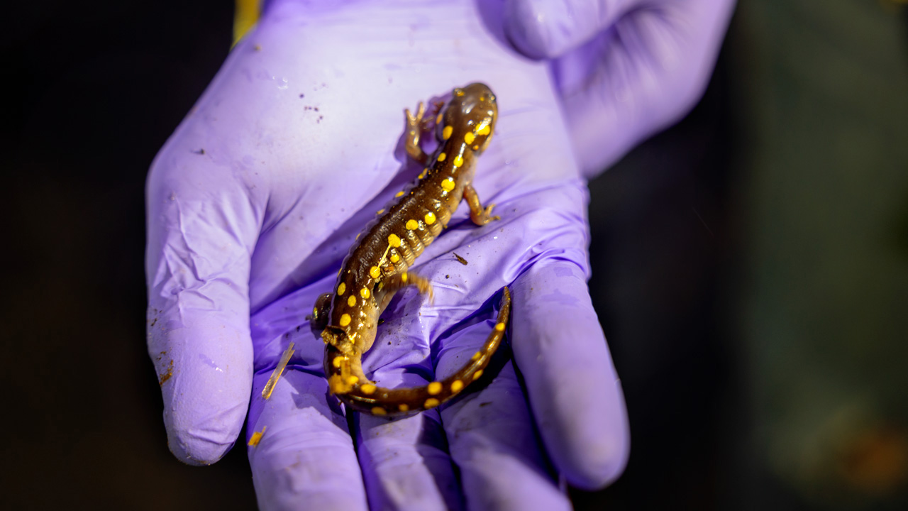 Graduate student Stephen Bredin, president of Tompkins County Amphibian Patrol (TCAMP), holds a spotted salamander he found during a patrol in early March. It can take a migrating salamander 10-15 minutes to cross a road. 