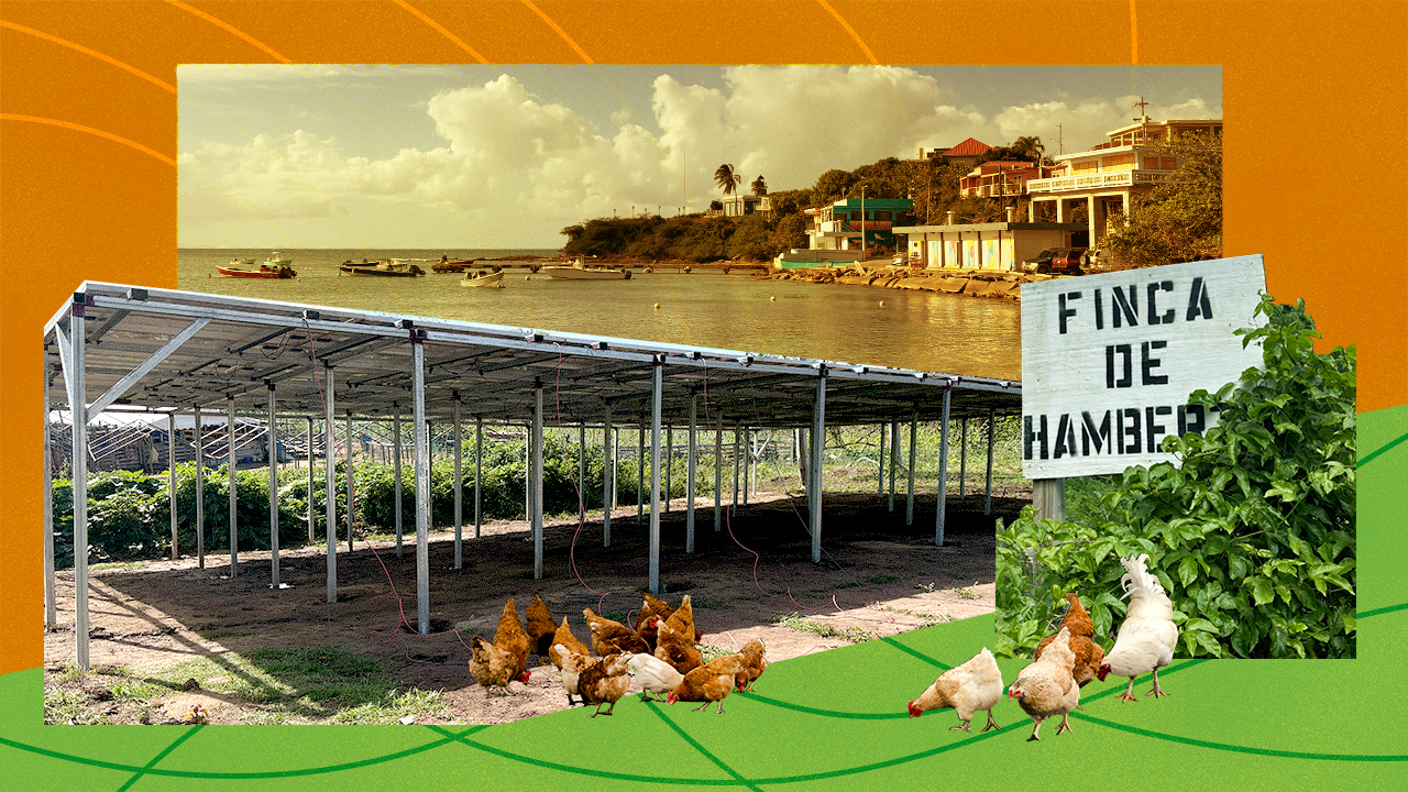 Illustration of Puerto Rican island with solar panels and chickens