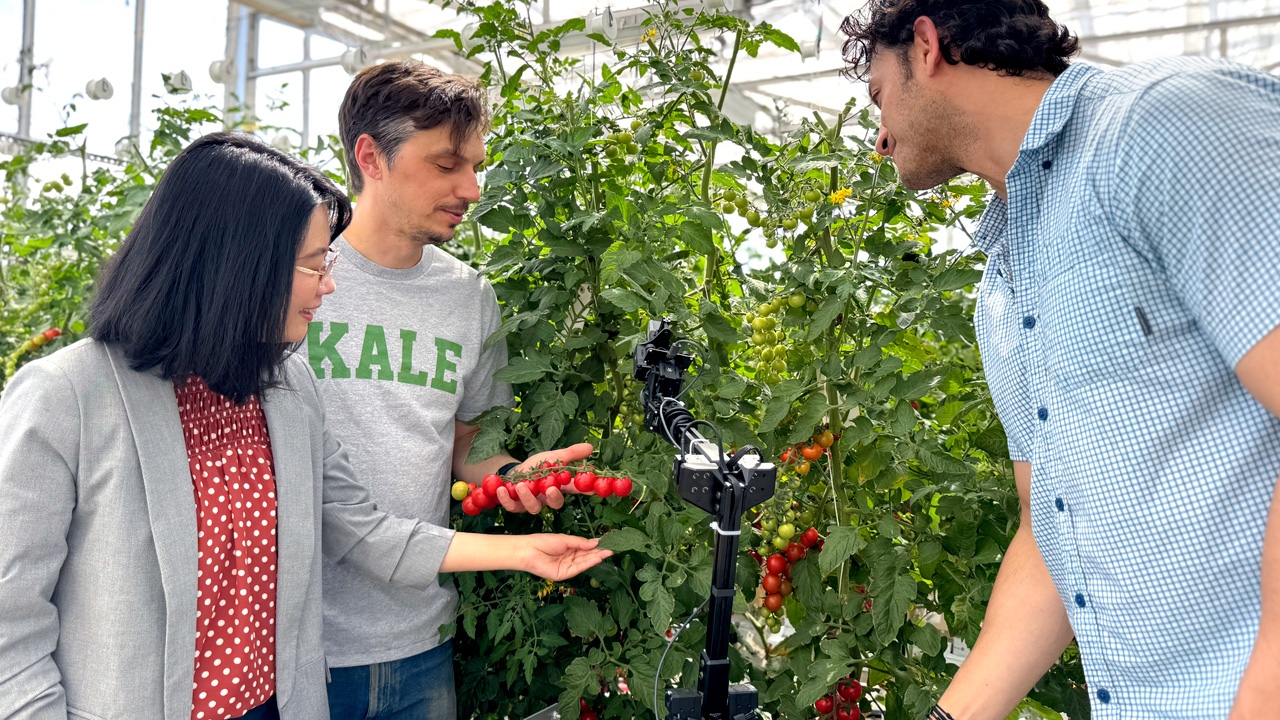 Cornell researchers stand with an autonomous biosecurity system in a tomato greenhouse