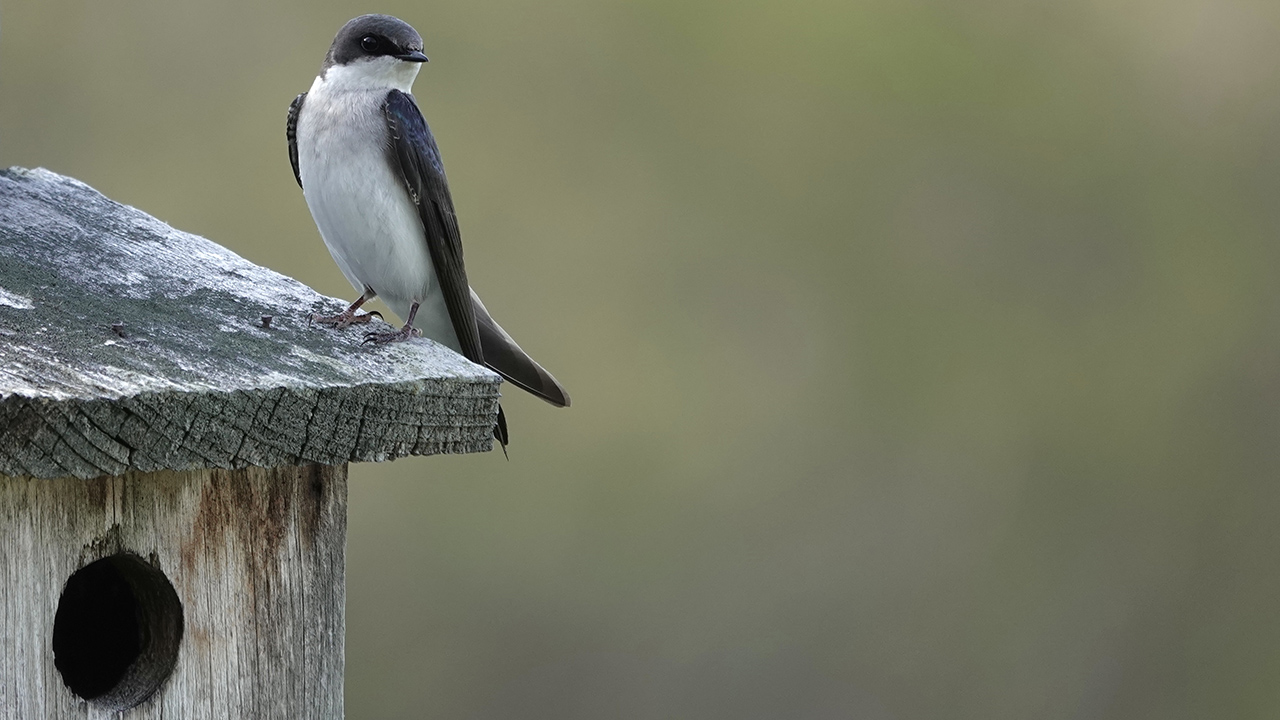 Tree swallow