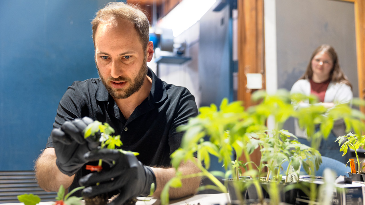 Howard Rice, senior technician in the School of Integrative Plant Science, leads a demonstration on grafting tomatoes for master gardener volunteers on May 12.