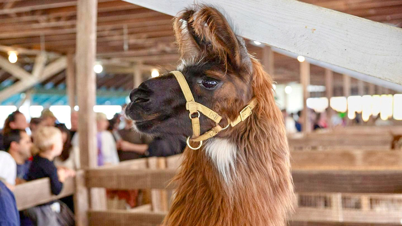 Parent-Tibbetts said the llamas and alpacas grab peoples' attention, and then she can educate guests about why the animals are useful and important.