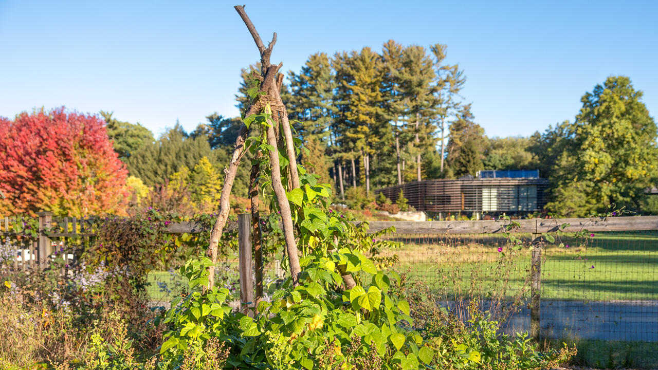Visitors can see new plantings that are deeply connected to Indigenous communities in the Pounder Vegetable Garden and the gardens outside the Nevin Welcome Center as part of the Cultivating Hope exhibit.