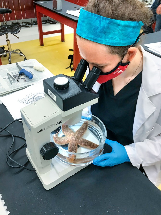 Michelle Greenfield examines a starfish under a microscope.
