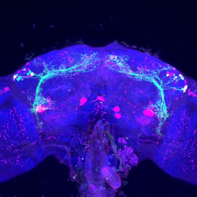 Dorsal neurons in fly brain