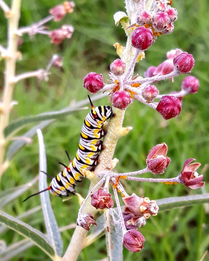 Queen butterfly larvae