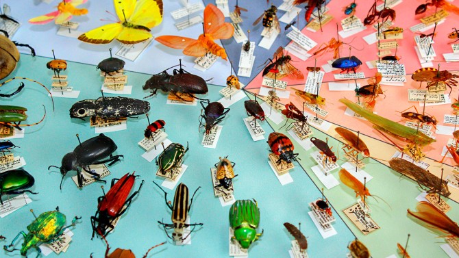 Cornell University Insect Collection