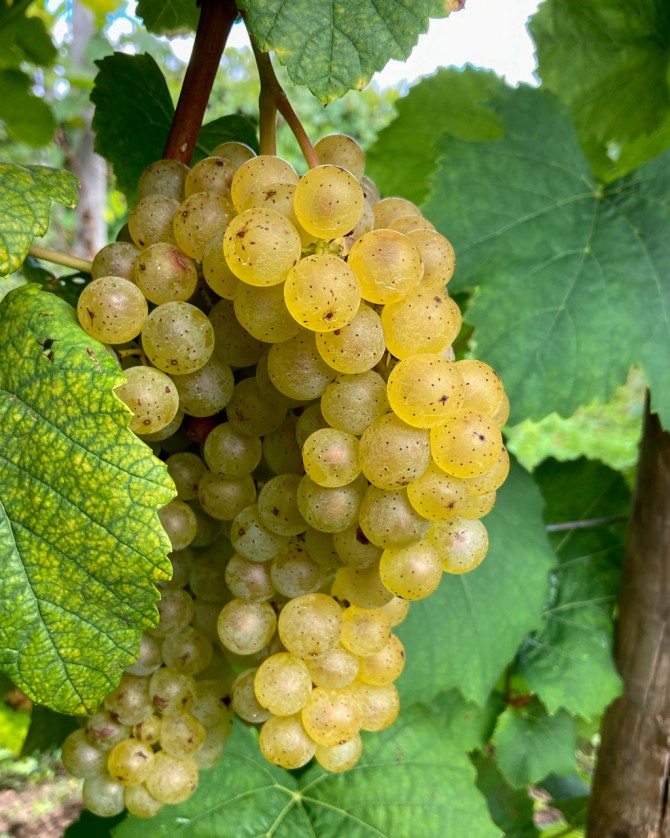 The new white wine grape, Aravelle.