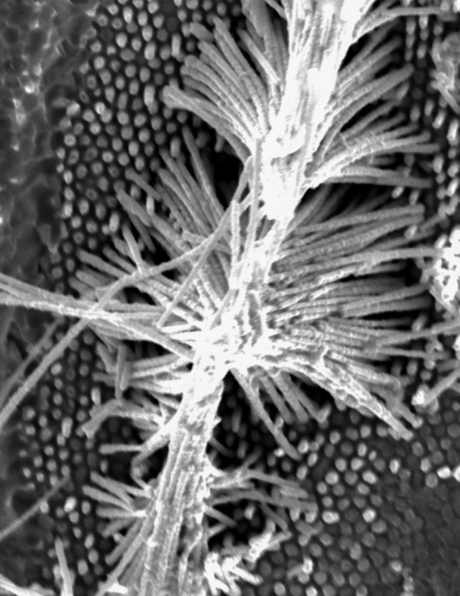 single-crystalline nanowire image