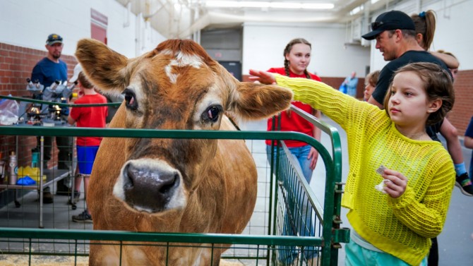 Guest pets Blossom, the dairy cow.