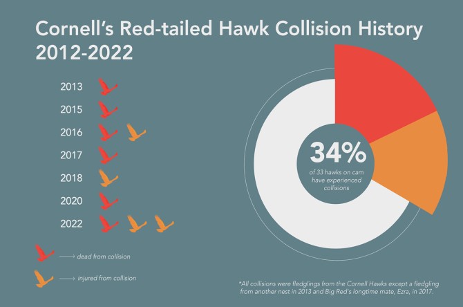 Chart shows history of collision-induced hawk injuries or fatalities.