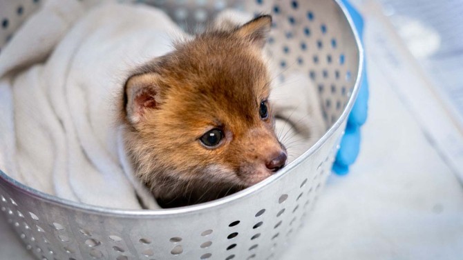 A red fox kit rests comfortably as it recovers at the Janet L. Swanson Wildlife Hospital.