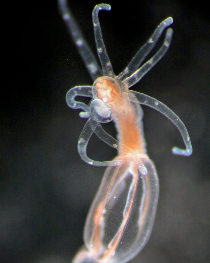 Like all cnidarians, the sea anemone, Nematostella vectensis, has cnidocytes, or stinging cells.