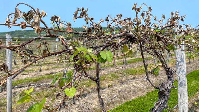 Burgeoning grapevine shoots were destroyed after a prolonged freeze May 17-18, as shown here about a week later.