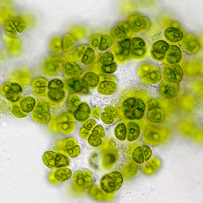 The green alga, Gormaniella terricola.