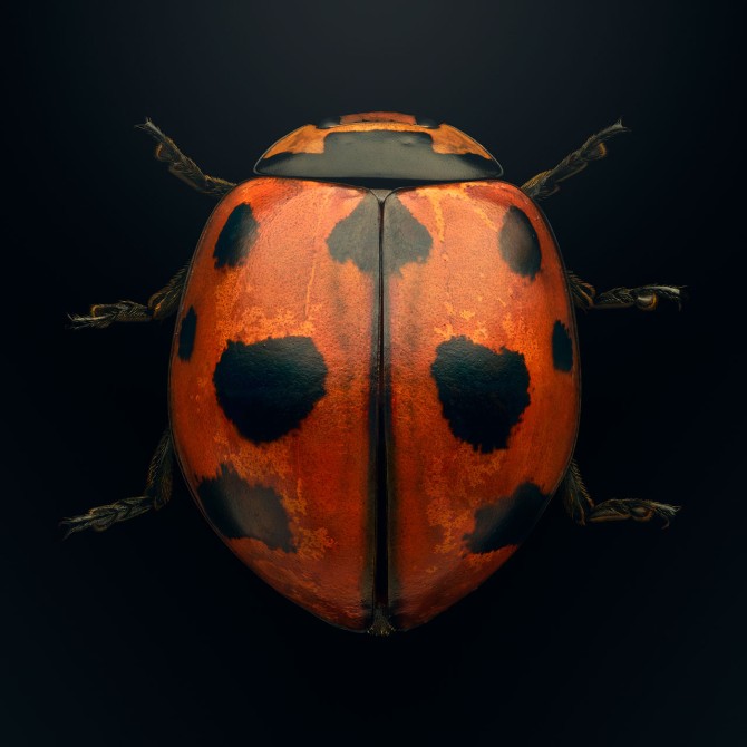 Ninespotted lady beetle