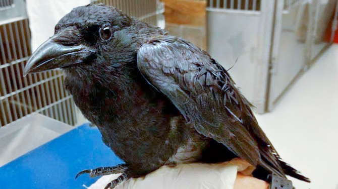 One of the five surviving crows at the Janet L. Swanson Wildlife Hospital.