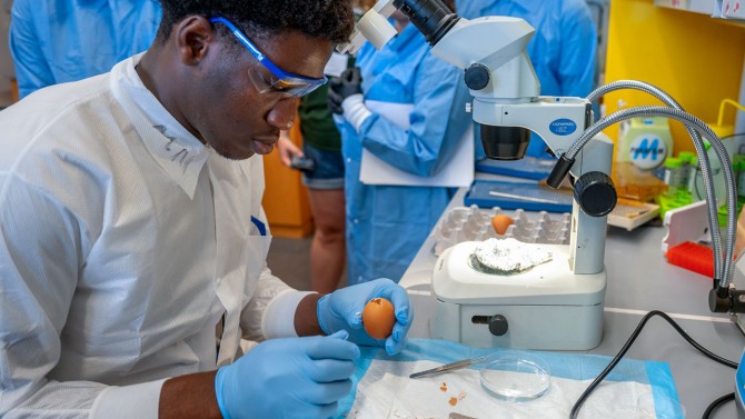 As part a biomedical engineering track at the 2024 4-H Career Expectations Conference, Nasir Mohammed, a rising high school junior from Troy, New York, examines embryonic development in a chicken egg on June 27 in Cornell’s Weill Hall.