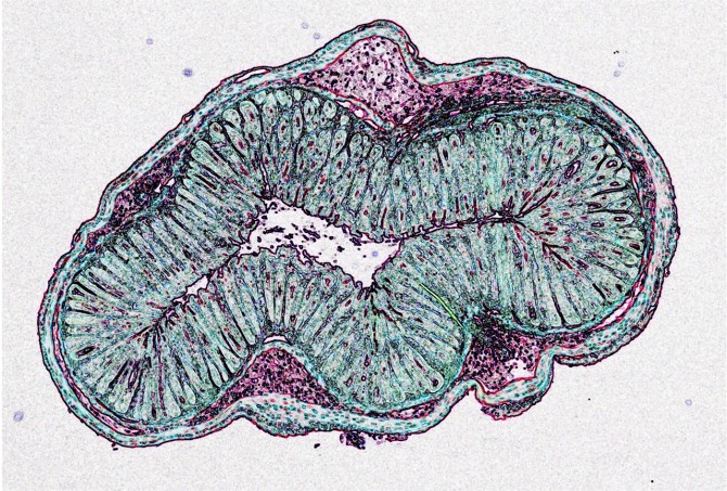 Histologic image of the healthy mouse intestine