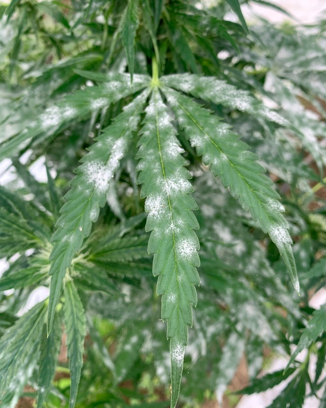spores of powdery mildew on hemp leaves