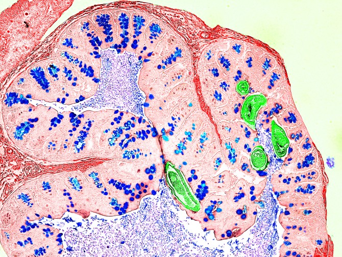 Preclinical model of intestinal parasitic infection.