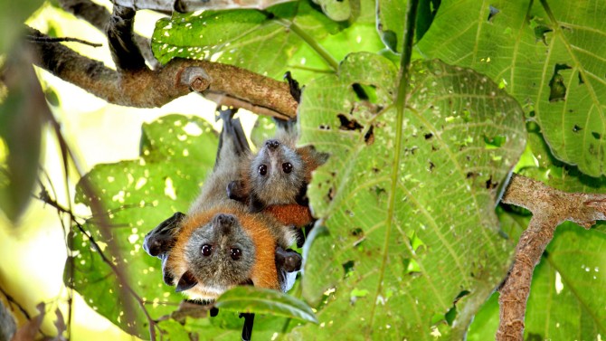 grey headed flying foxes