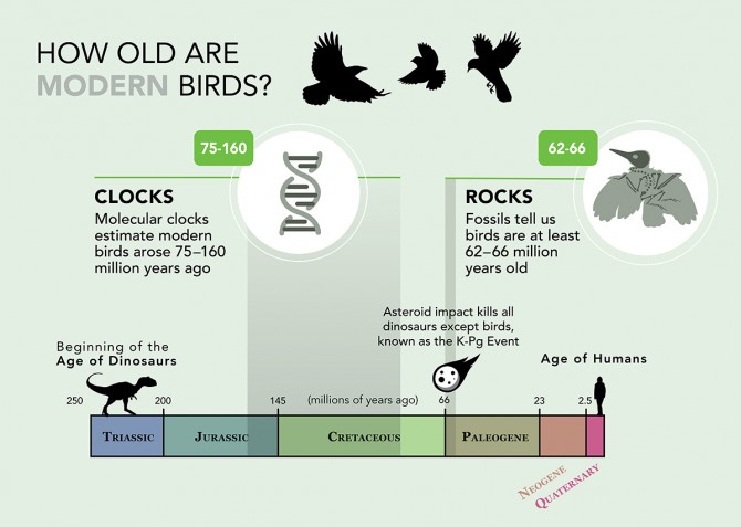 Bird evolution