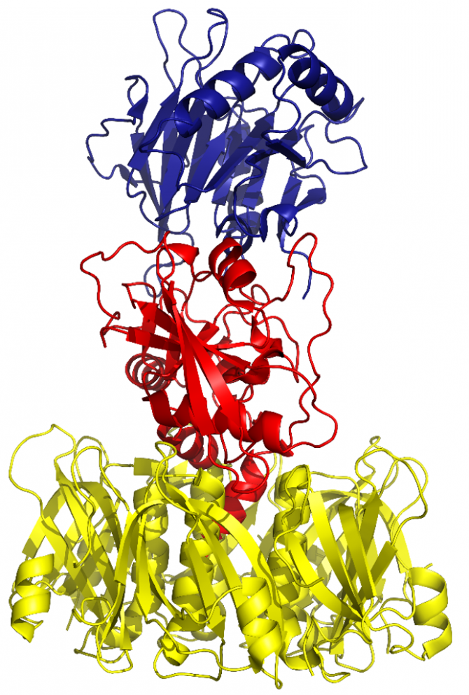 Typhoid toxin structure.