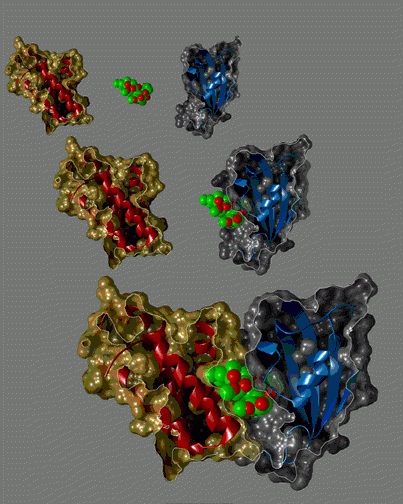 Structure of Rapamycin Complex Interacting with Human FRAP