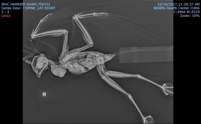 X-ray of the northern harrier
