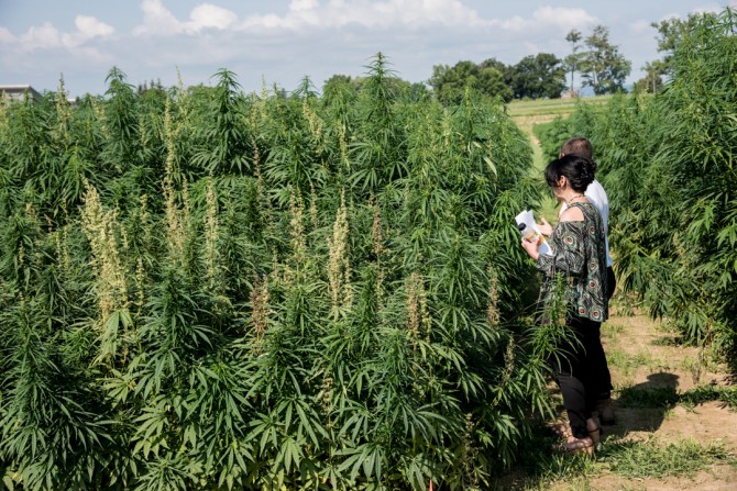 Industrial Hemp In New York Expected To Grow As Research Expands ...