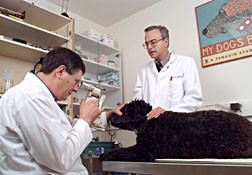 Veterinary researchers at Cornell University's Baker Institute for Animal Health