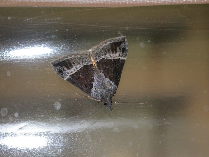 Hypena moth