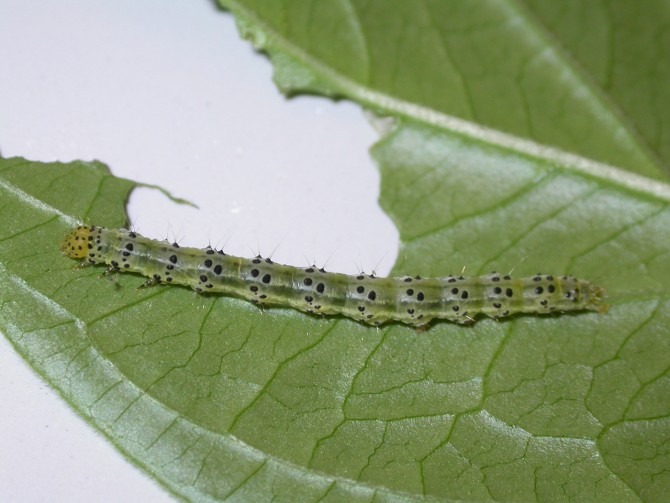 Hypena larvae