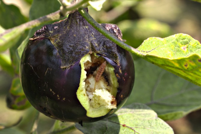 Rotten eggplant