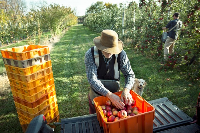 Ian Merwin harvest apples at his Trumansburg orchard