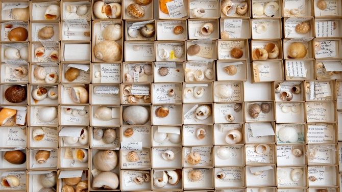 mollusk collection