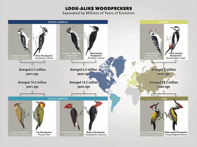 Look-Alike woodpeckers