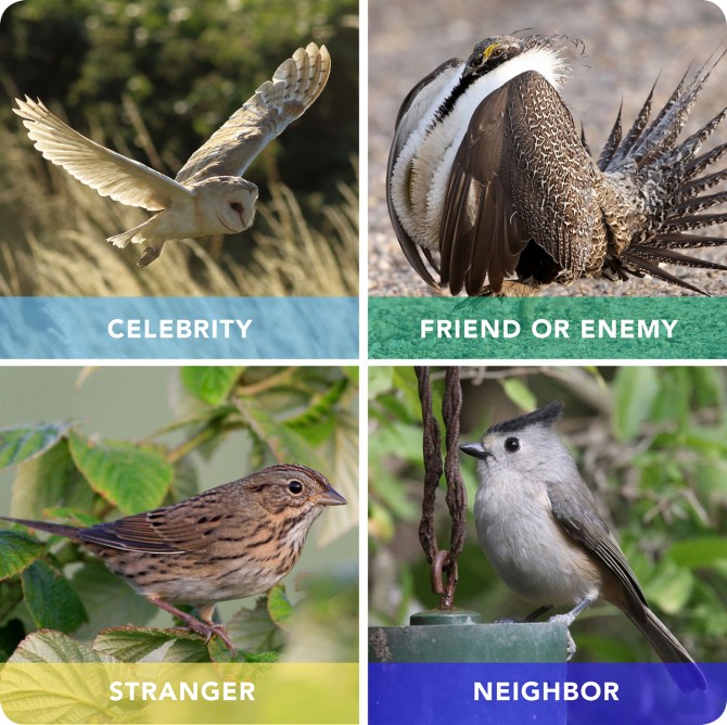 Popular birds