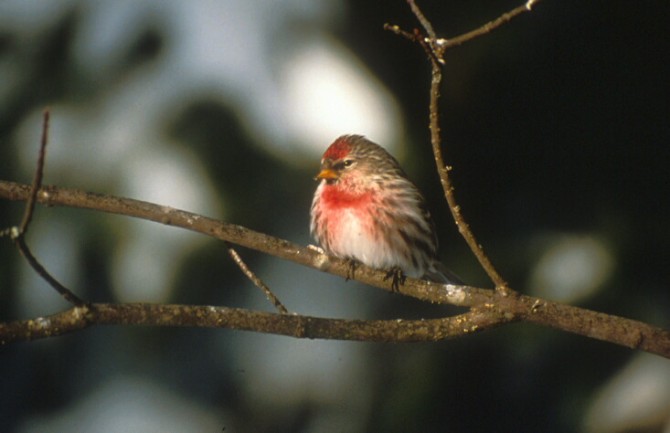 Common Redpoll